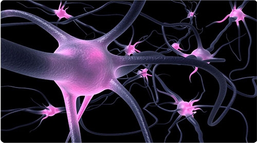 Cover  OBM Neurobiology